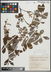 Foto von Salix appendiculata Vill. x Salix aurea Salisb.